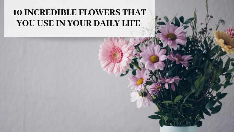 10 Incredible Flowers That You Use in Your Daily Life