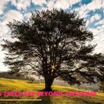6 Reasons Trees Are Beyond Awesome