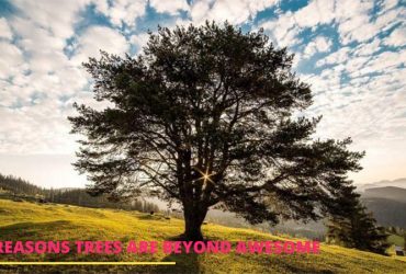 6 Reasons Trees Are Beyond Awesome