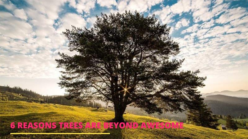 6 Reasons Trees Are Beyond Awesome