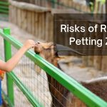 Risks of Running Petting Zoos