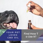 Your Pet Loves CBD Oil. Find How To Use It?
