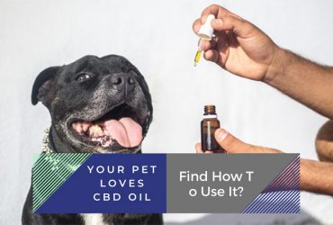 Your Pet Loves CBD Oil. Find How To Use It?