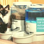 Which are the top picks for automatic cat feeders?