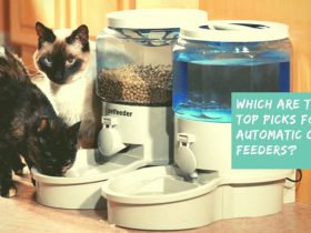 Which are the top picks for automatic cat feeders?