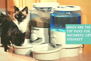 Which are the top picks for automatic cat feeders?
