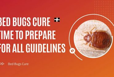 Bed Bugs Cure