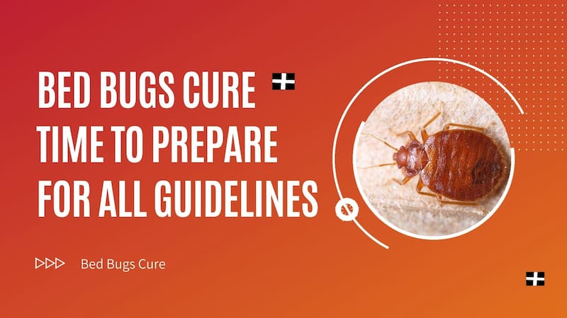 Bed Bugs Cure