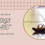 How to get rid of bugs fast here 10 natural methods?