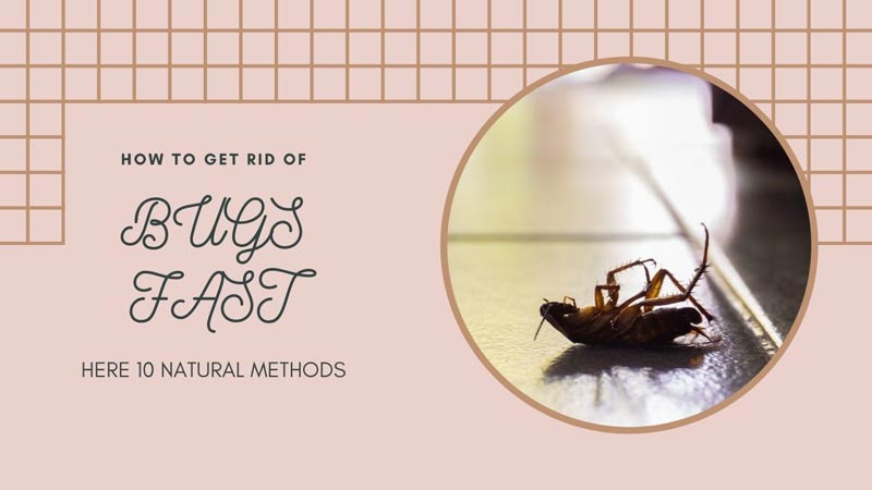 How to get rid of bugs fast here 10 natural methods?