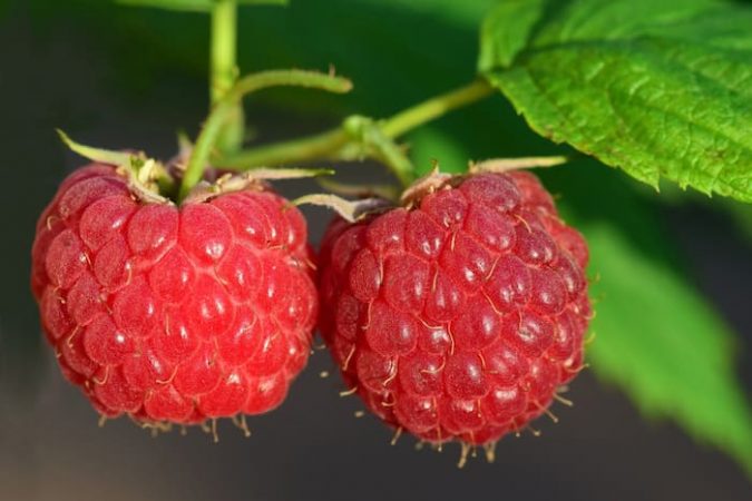 Red Raspberry Leaf