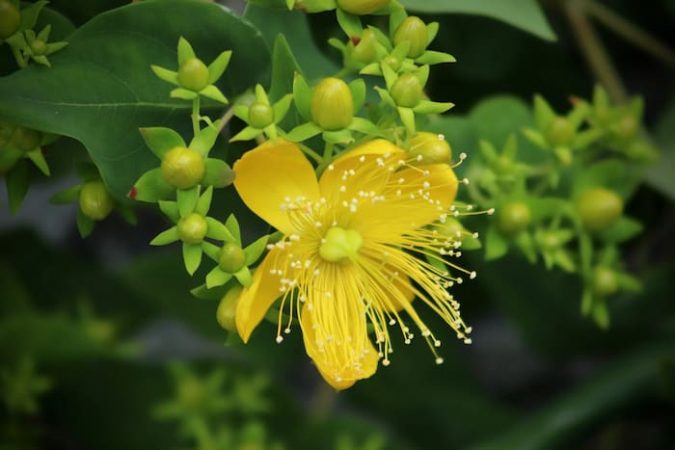 St Johns Wort