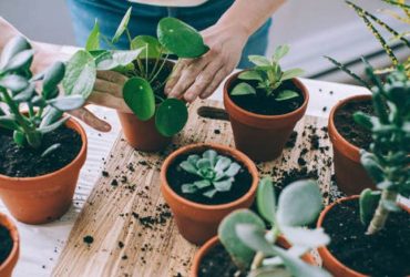 How to choose the right pot or planter for a plant?