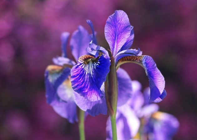 Iris flowers