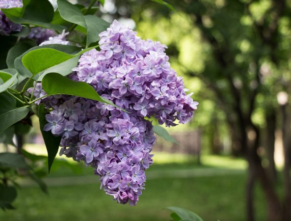 No doubt lalic flower Devers to be in Top 10 Most Beautiful Flowers in the World
