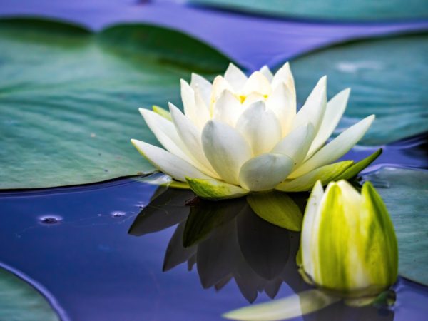 Water Lily flowers