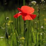 The Benefits of Installing Grow Lighting in Your Garden