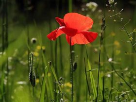 The Benefits of Installing Grow Lighting in Your Garden