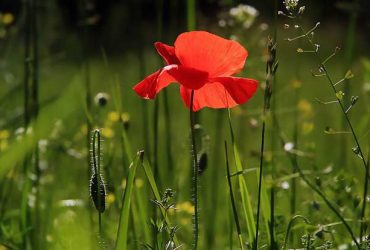 The Benefits of Installing Grow Lighting in Your Garden