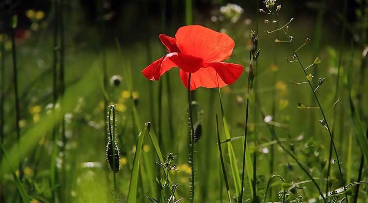 The Benefits of Installing Grow Lighting in Your Garden