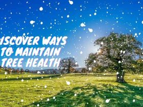 Discover Ways To Maintain Tree Health