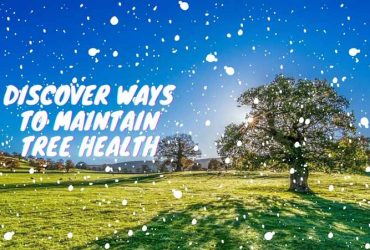 Discover Ways To Maintain Tree Health