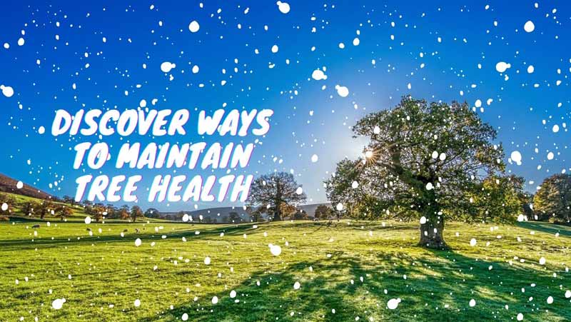 Discover Ways To Maintain Tree Health
