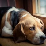 Should you Use CBD Oils for Dogs with Pain Issues
