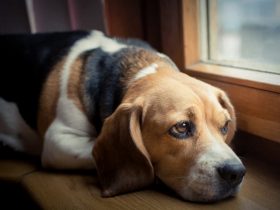 Should you Use CBD Oils for Dogs with Pain Issues