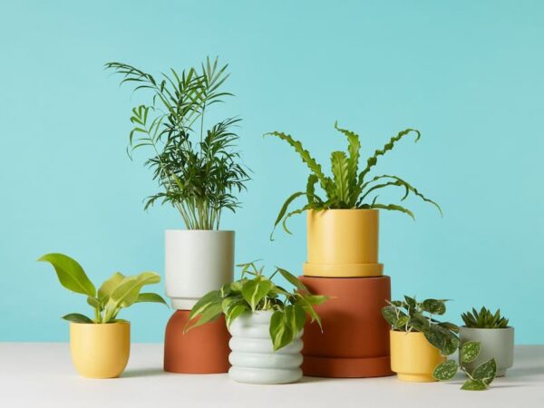 An Easier Way to Buy Plants