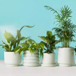 Plant Delivery Online: Fantastic Benefits of Buying Plants Online