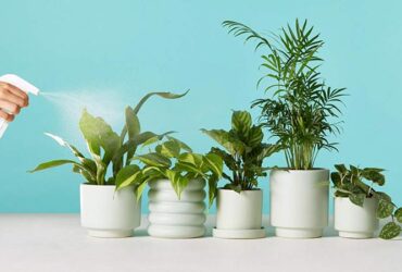 Plant Delivery Online: Fantastic Benefits of Buying Plants Online