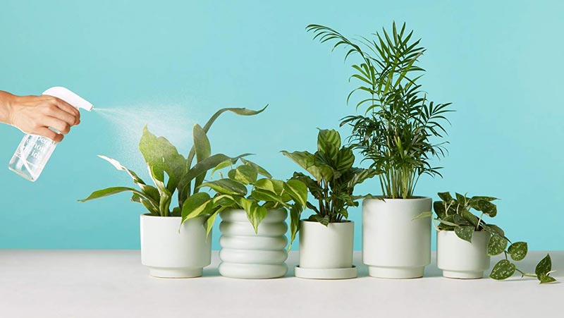 Plant Delivery Online: Fantastic Benefits of Buying Plants Online