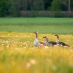 How to Improve Lawns- Experts' Advice