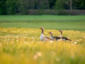 How to Improve Lawns- Experts' Advice