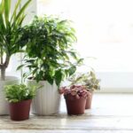 What Home Plants Symbolise?