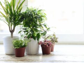 What Home Plants Symbolise?