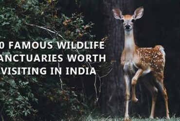 Wildlife buffs alert: 10 Famous wildlife sanctuaries in India that are worth visiting
