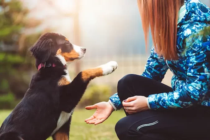 Guidelines for Your First Pet Show