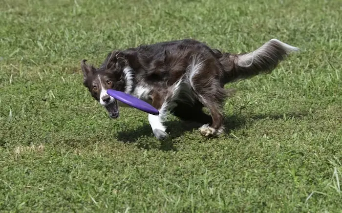grooming, training, or health of your pet