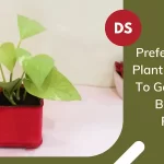 Prefer Online Plant Nursery To Get These Beneficial Presents