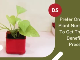 Prefer Online Plant Nursery To Get These Beneficial Presents