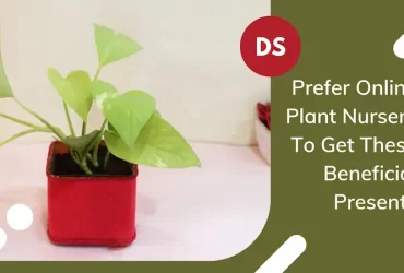 Prefer Online Plant Nursery To Get These Beneficial Presents