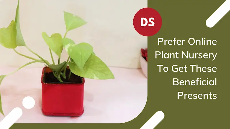 Prefer Online Plant Nursery To Get These Beneficial Presents