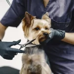 The Ultimate Dog Grooming Tutorial: Everything You Need to Know