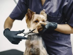 The Ultimate Dog Grooming Tutorial: Everything You Need to Know