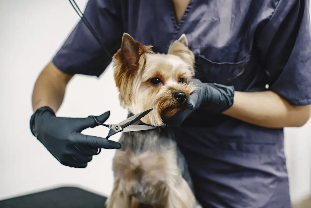 The Ultimate Dog Grooming Tutorial: Everything You Need to Know