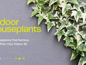 10 Houseplants That Remove Toxins from Your Indoor Air