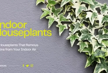 10 Houseplants That Remove Toxins from Your Indoor Air