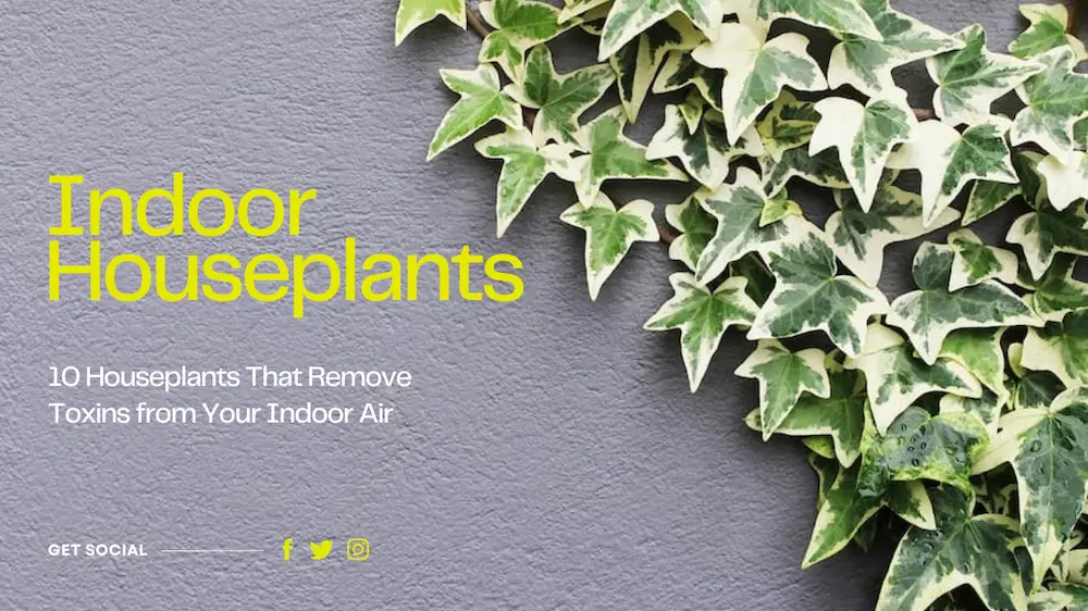 10 Houseplants That Remove Toxins from Your Indoor Air